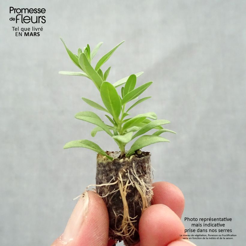 Example of Calibrachoa Superbells Unique Mango Punch - Petunia nana Mini zolla Ø 1,5/2,5 cm as you get in printemps