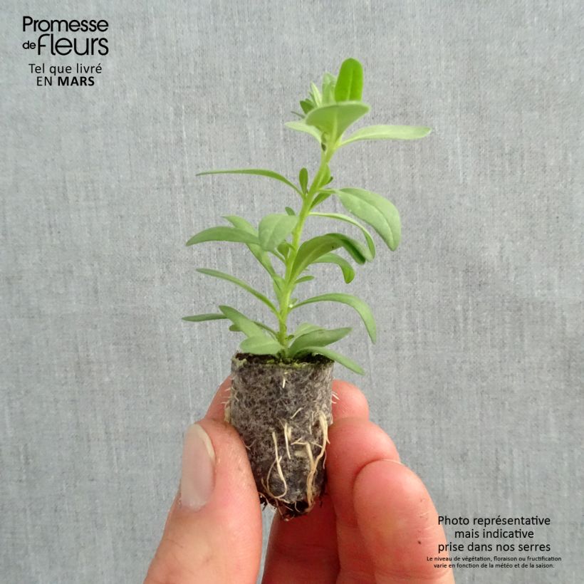 Calibrachoa Superbells Unique White - Petunia nana Mini zolla Ø 1,5/2,5 cm esemplare consegnato in primavera