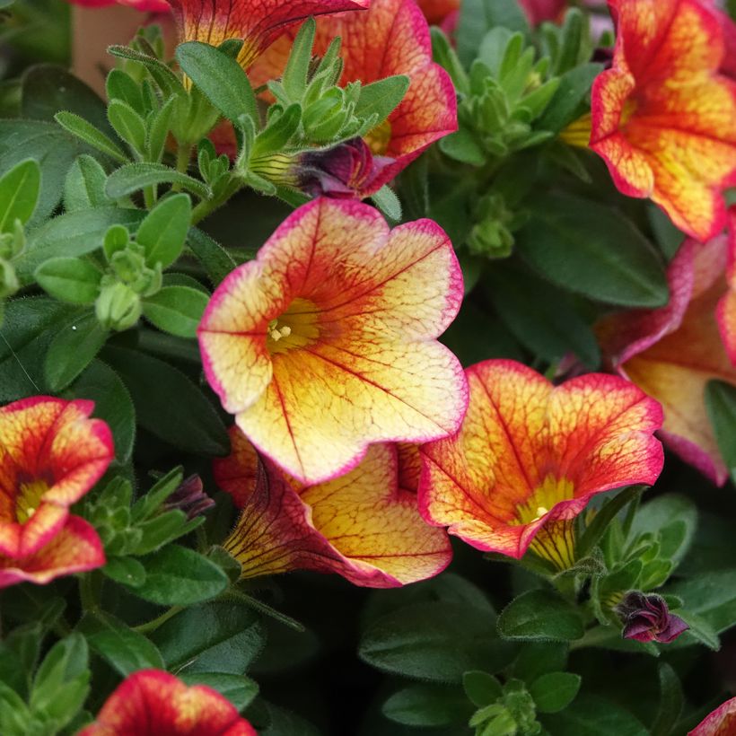 Calibrachoa MiniFamous Uno Bakari - Petunia nana (Fioritura)