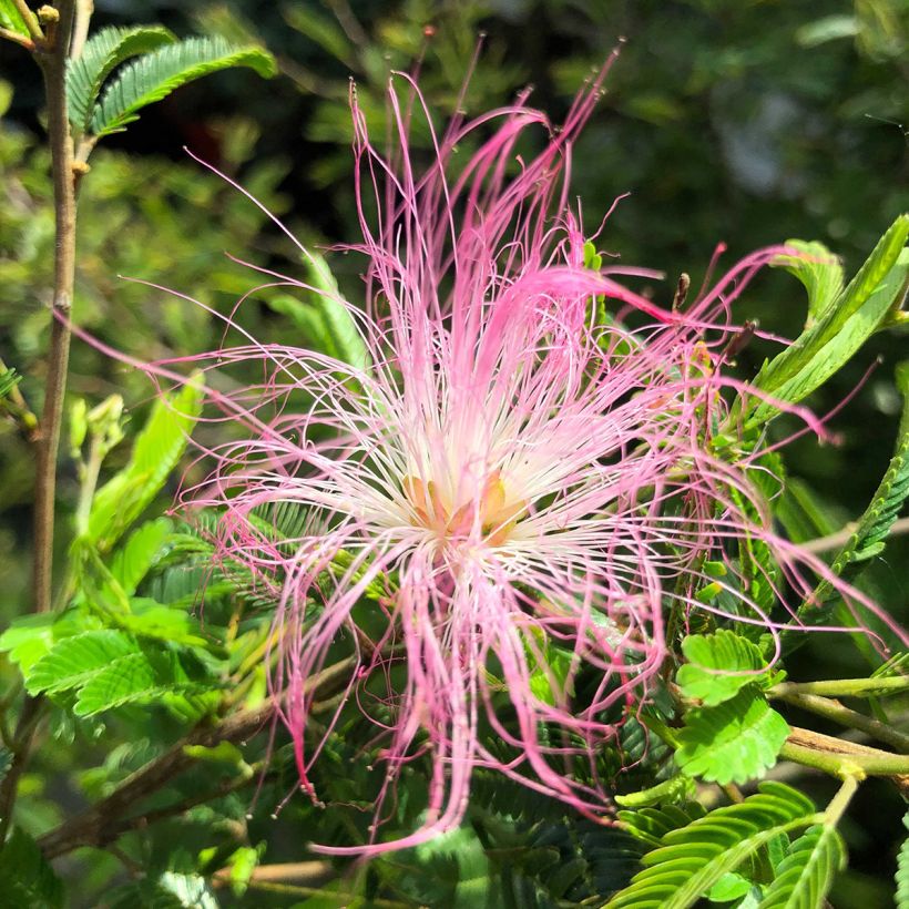 Calliandra surinamensis Dixie Pink (Flowering)