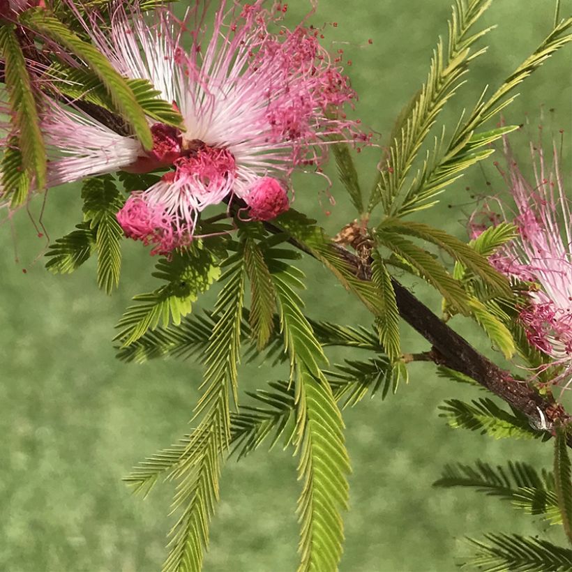Calliandra surinamensis Dixie Pink (Foliage)