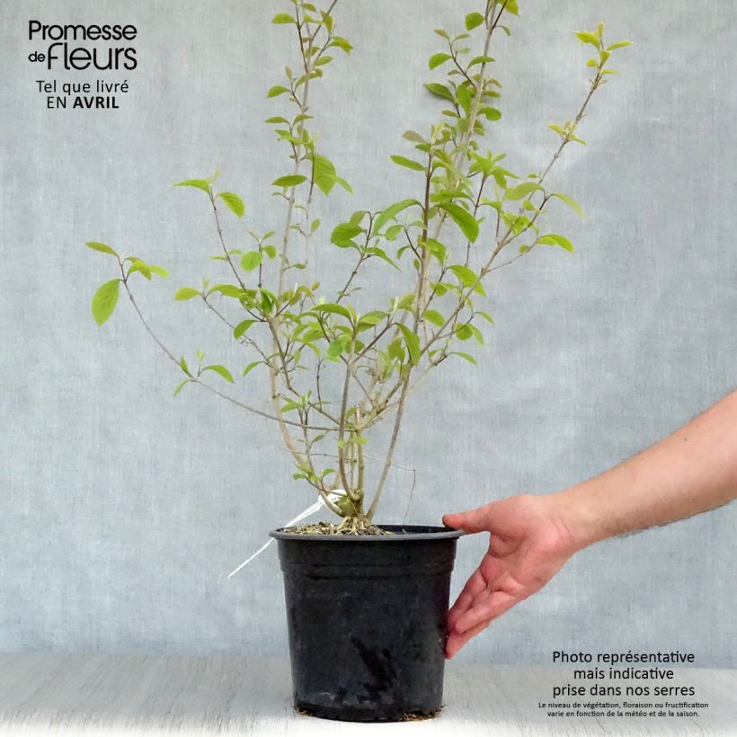Example of Callicarpa bodinieri Imperial Pearl Vaso da 3L/4L as you get in printemps