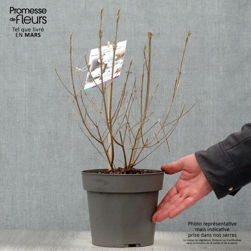 Example of Callicarpa bodinieri Magical Snowqueen Vaso da 3L/4L as you get in printemps
