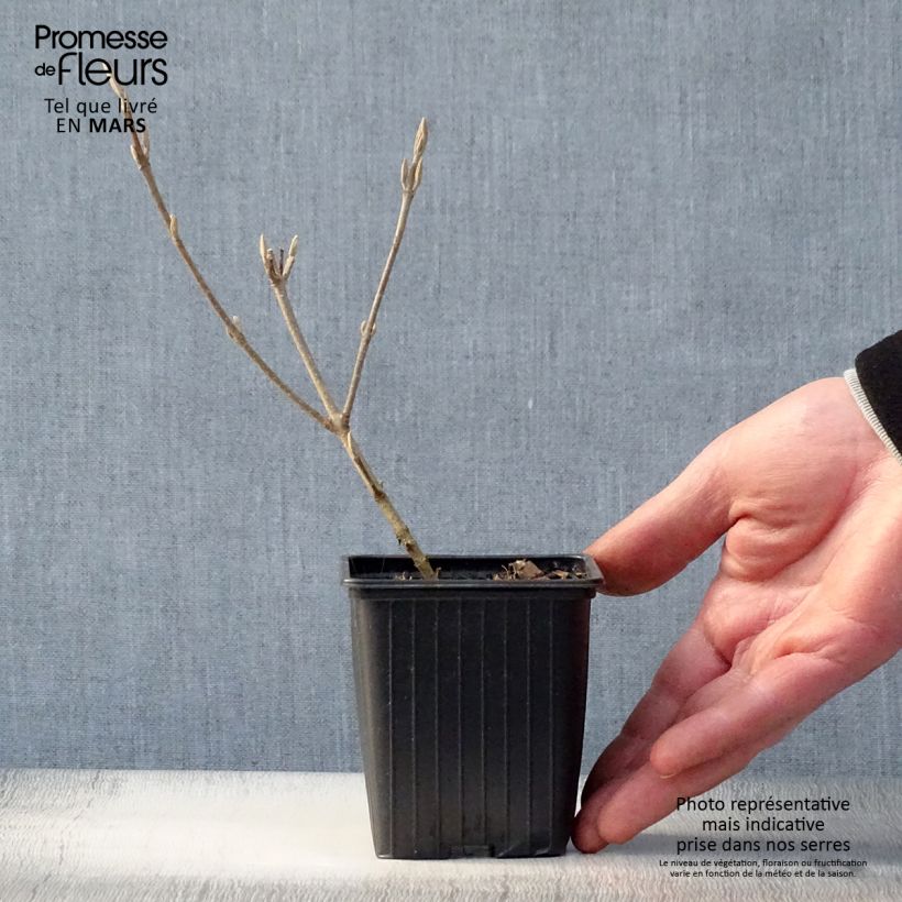 Example of Callicarpa bodinieri Magical Snowstar Vasetto da 8/9 cm as you get in printemps