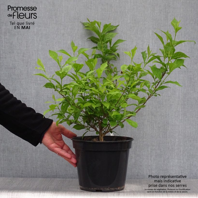 Callicarpa bodinieri Magical Snowstar Vaso da 3L/4L esemplare consegnato in primavera