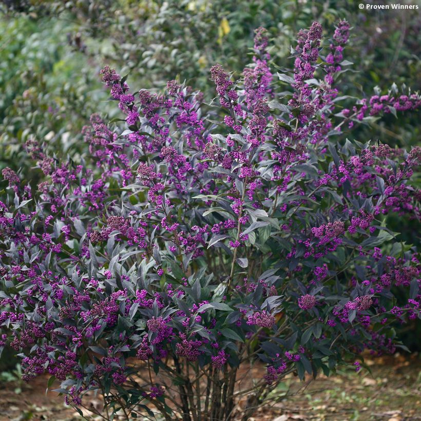 Callicarpa bodinieri Pearl Glam (Porto)