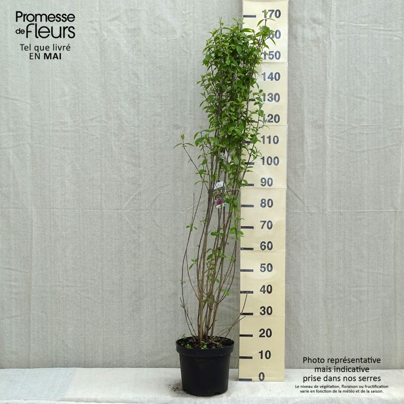 Example of Callicarpa bodinieri var. giraldii Profusion Vaso da 12L/15L as you get in printemps