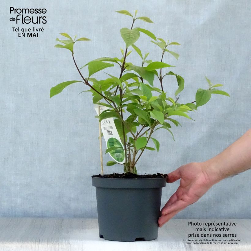 Example of Callicarpa bodinieri var. giraldii Profusion Vaso da 2L/3L as you get in printemps