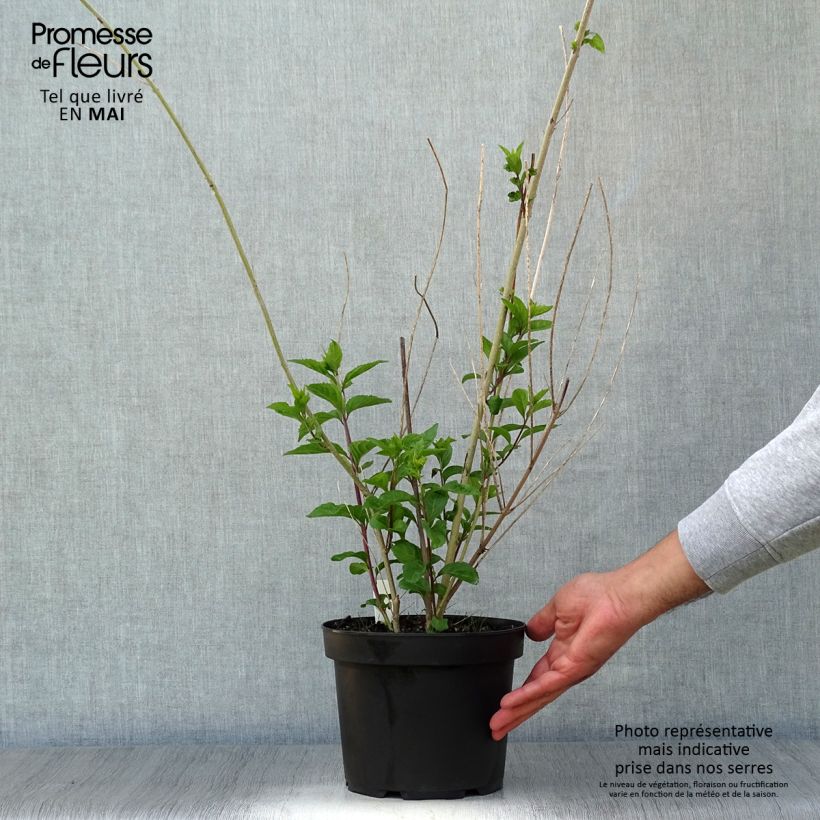 Example of Callicarpa dichotoma Issai Vaso da 3L/4L as you get in printemps