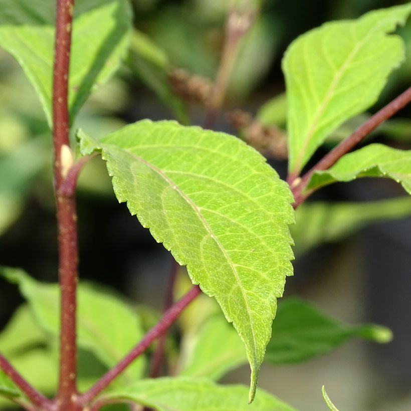 Callicarpa dichotoma Cardinal (Fogliame)
