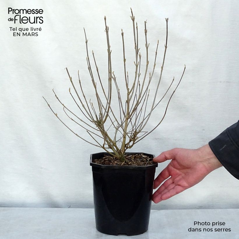 Callicarpa japonica Vaso da 4L/5L esemplare consegnato in inverno