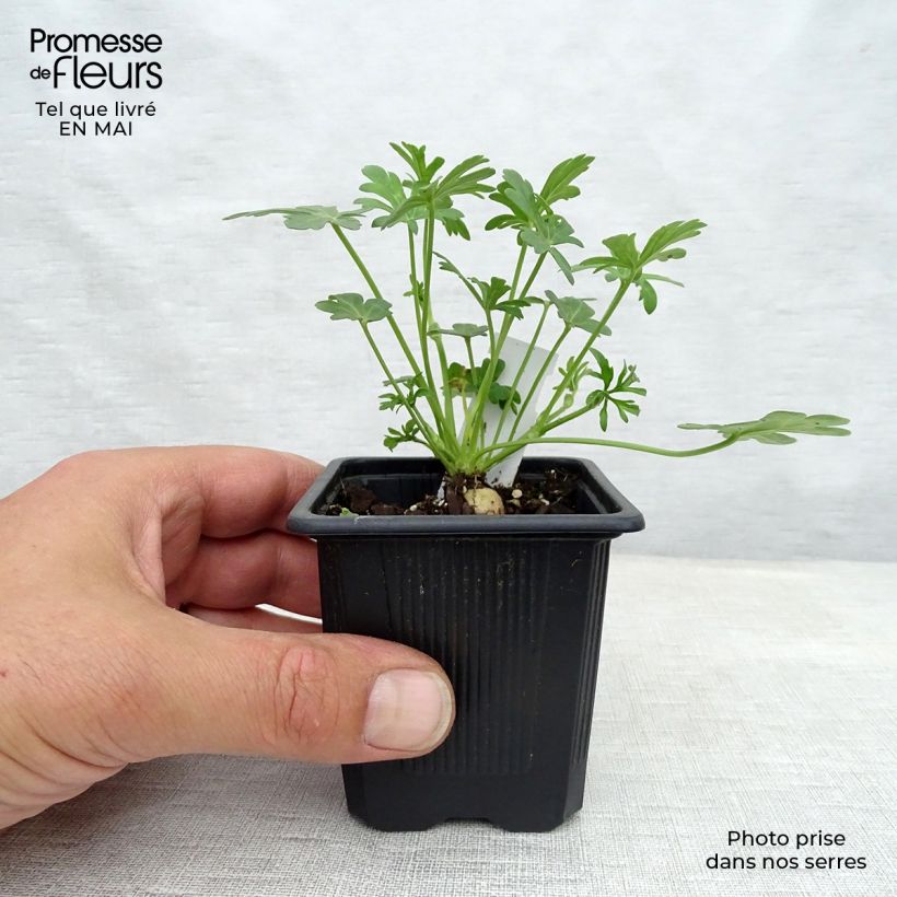 Example of Callirhoe involucrata Vasetto da 8/9 cm as you get in printemps