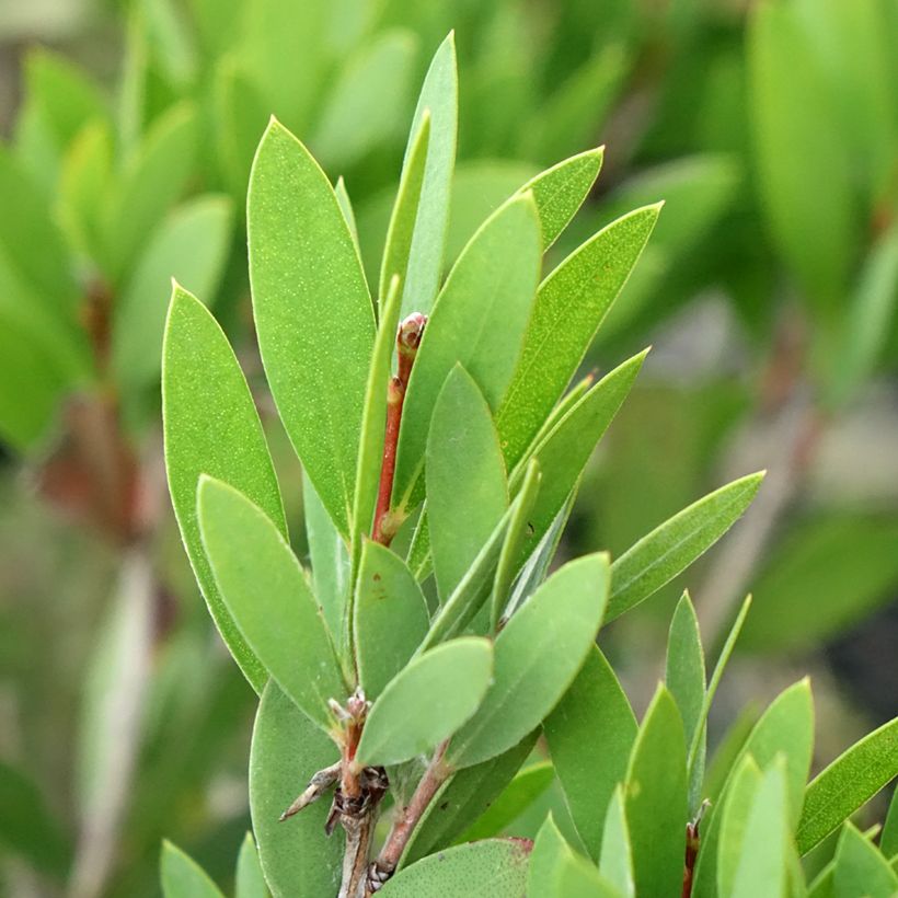 Callistemon viminalis Inferno - Pianta scovolino (Fogliame)