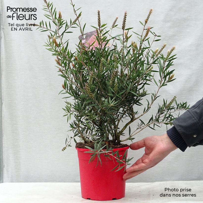 Example of Callistemon citrinus Burgundy - Pianta scovolino Vaso da 3L/4L, A cespuglio as you get in printemps