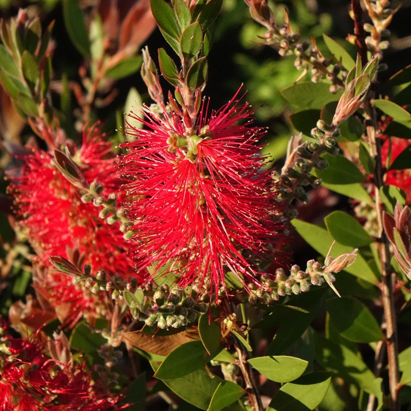 Callistemon citrinus Splendens - Pianta scovolino (Fioritura)