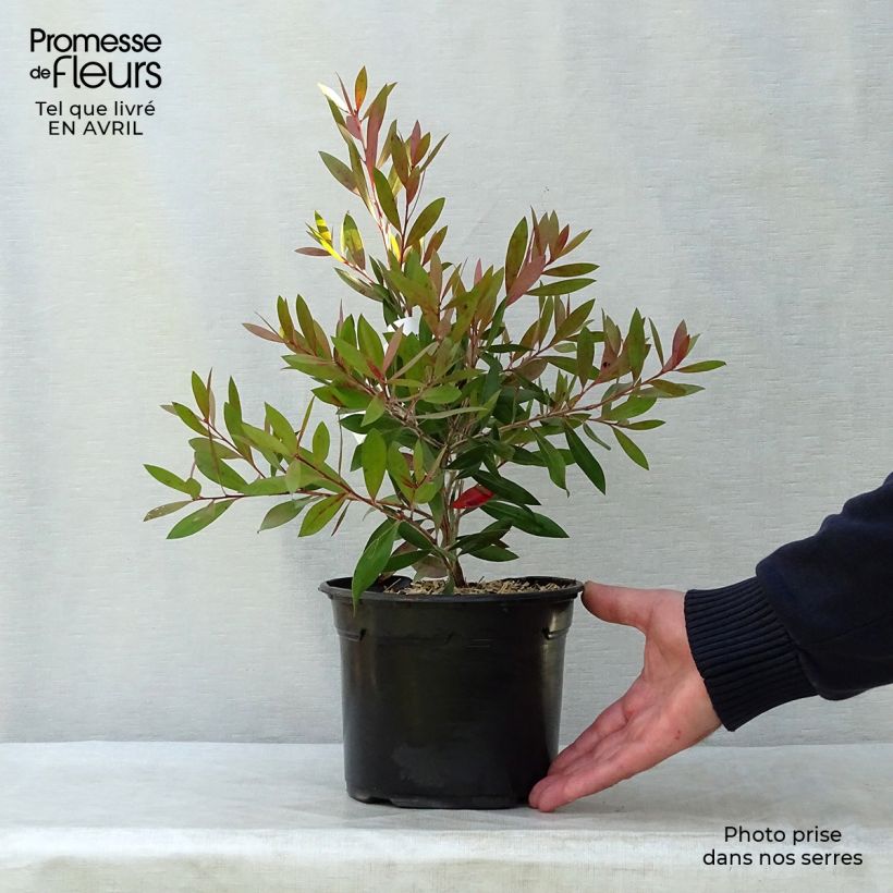 Callistemon citrinus Splendens - Pianta scovolino Vaso da 2L/3L esemplare consegnato in primavera