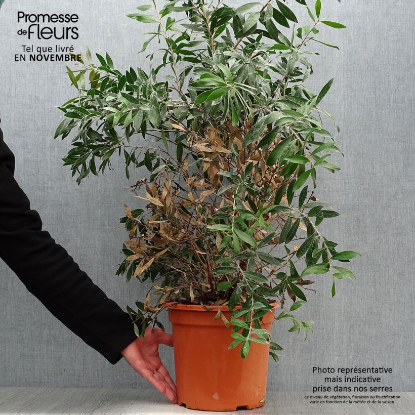 Esemplare di Callistemon citrinus Splendens - Pianta scovolino Vaso da 7,5L/10L come consegnato in autunno
