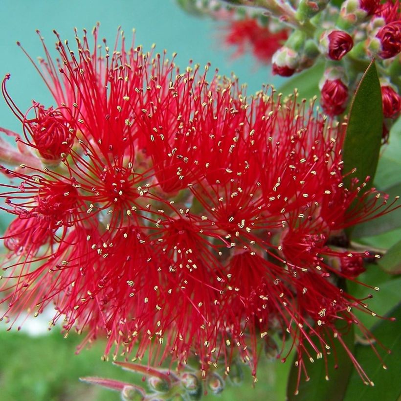 Callistemon masotti Mini Red - Pianta scovolino (Flowering)