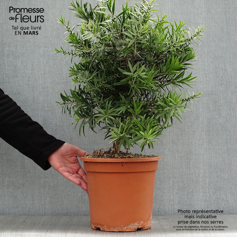 Example of Callistemon masotti Mini Red - Pianta scovolino Vaso da 7,5L/10L as you get in printemps