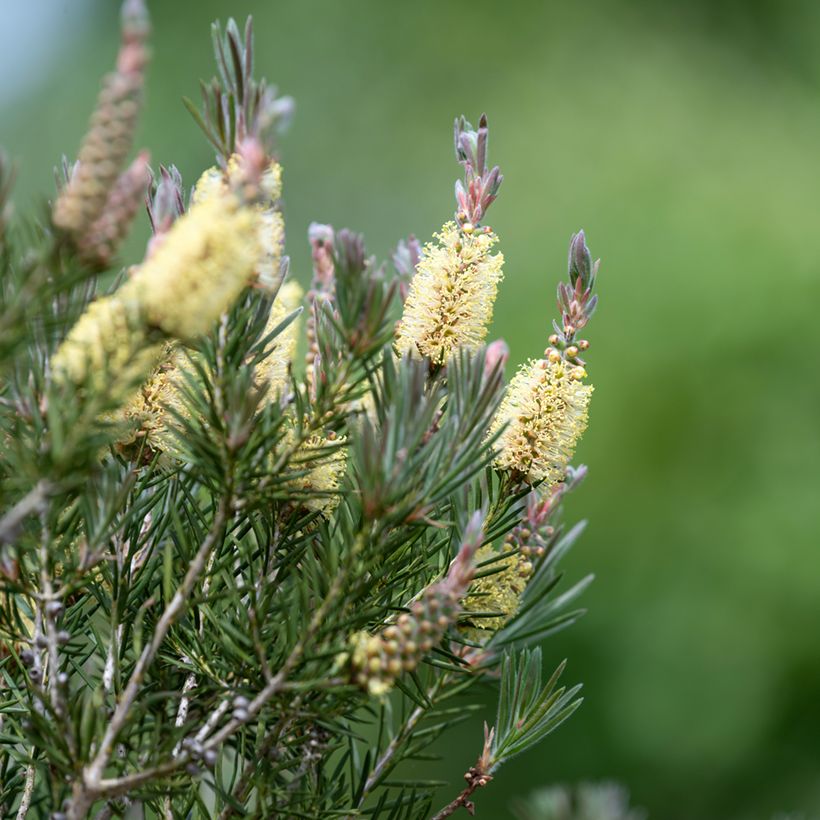 Callistemon pityoides Widdicomb Gem - Pianta scovolino (Flowering)