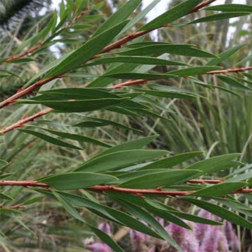 Callistemon salignus - Pianta scovolino (Foliage)