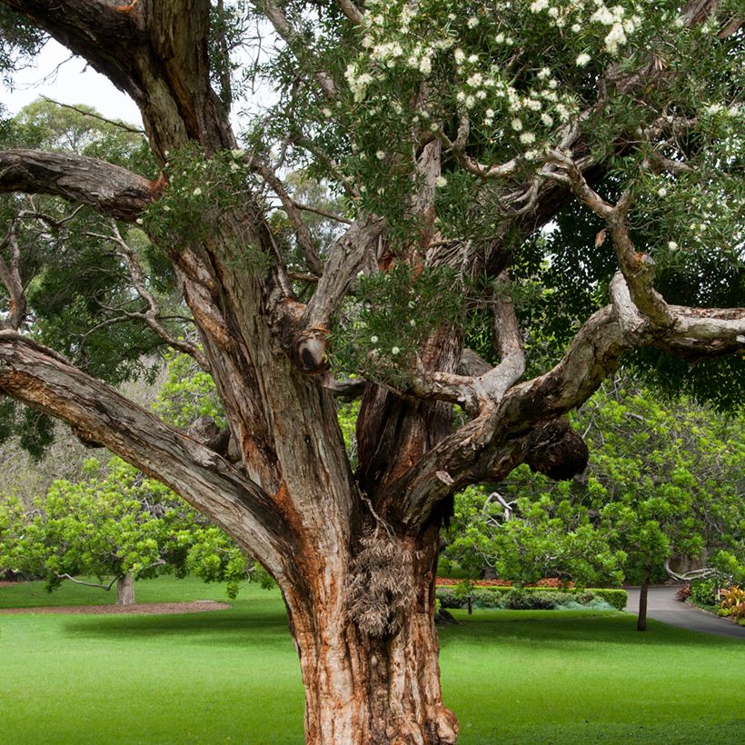 Callistemon salignus - Pianta scovolino (Plant habit)