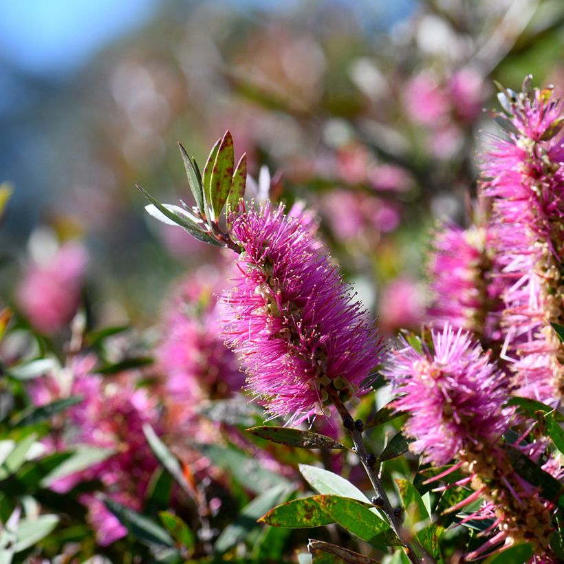 Callistemon viminalis Bright Pink - Pianta scovolino (Flowering)