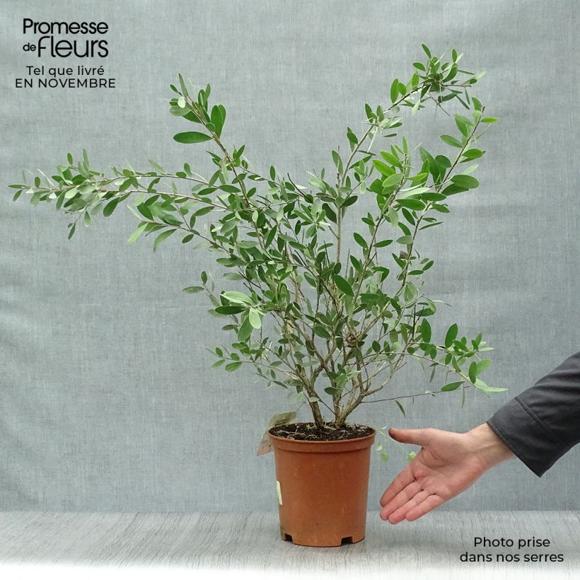 Esemplare di Callistemon viminalis Bright Pink - Pianta scovolino Vaso da 3L/4L, A cespuglio come consegnato in autunno