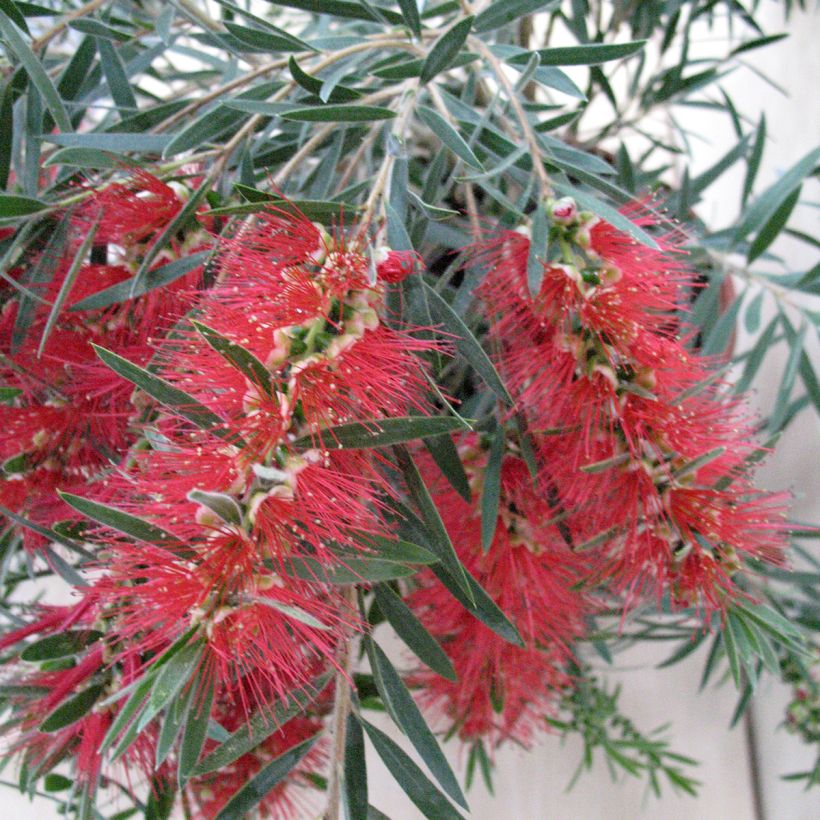 Callistemon viminalis Hannah Ray - Rince-bouteille (Fioritura)