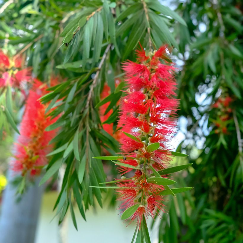 Callistemon viminalis - Pianta scovolino (Fioritura)