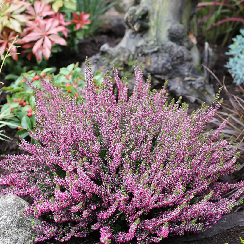 Calluna vulgaris Garden Girls Amethyst - Brugo (Plant habit)