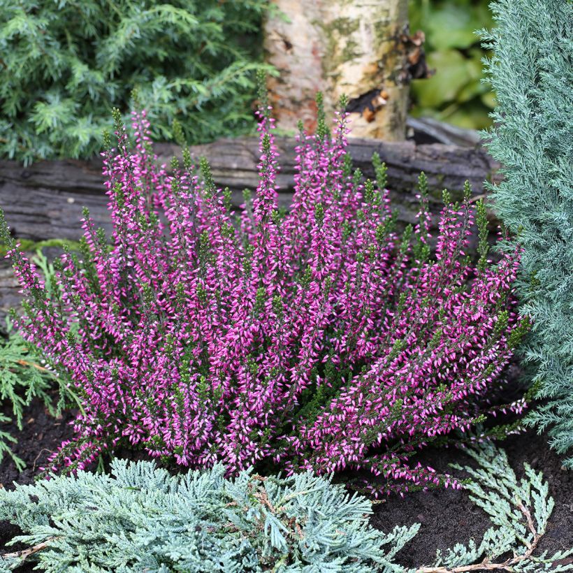 Calluna vulgaris Garden Girls Lilli - Brugo (Porto)