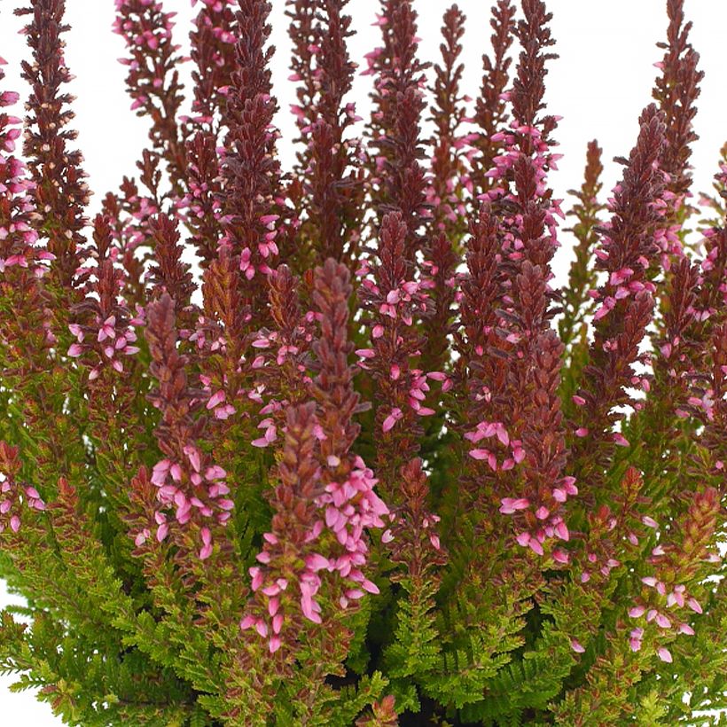 Calluna vulgaris Garden Girls Zorina - Brugo (Fioritura)