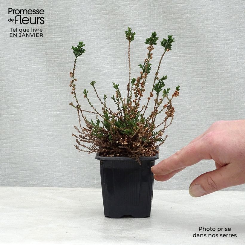 Calluna vulgaris H.E Beale - Brugo Vasetto da 8/9 cm esemplare consegnato in inverno