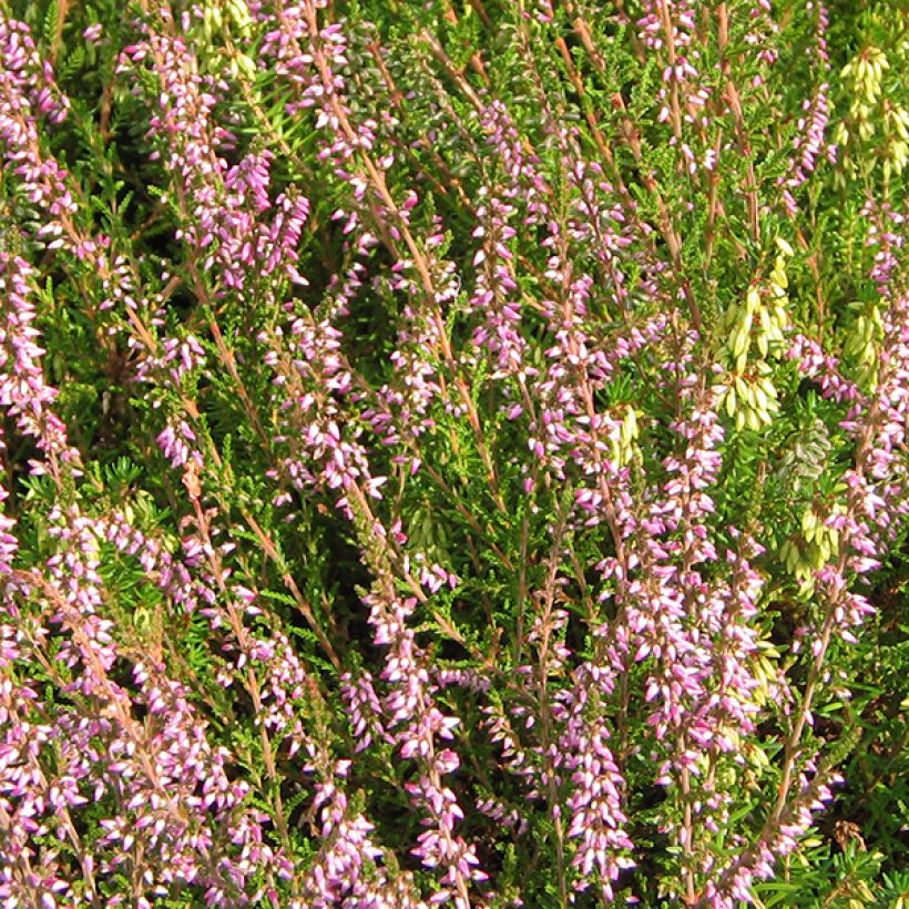 Calluna vulgaris Marleen - Brugo (Flowering)