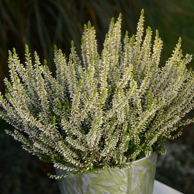 Calluna vulgaris Garden Girls Sarah - Brugo (Plant habit)