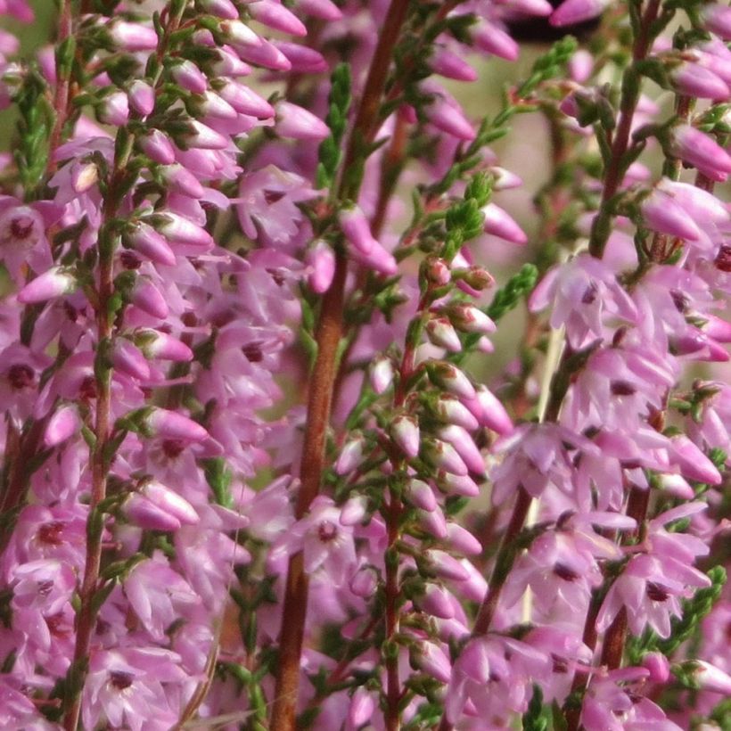 Calluna vulgaris Tib - Brugo (Flowering)