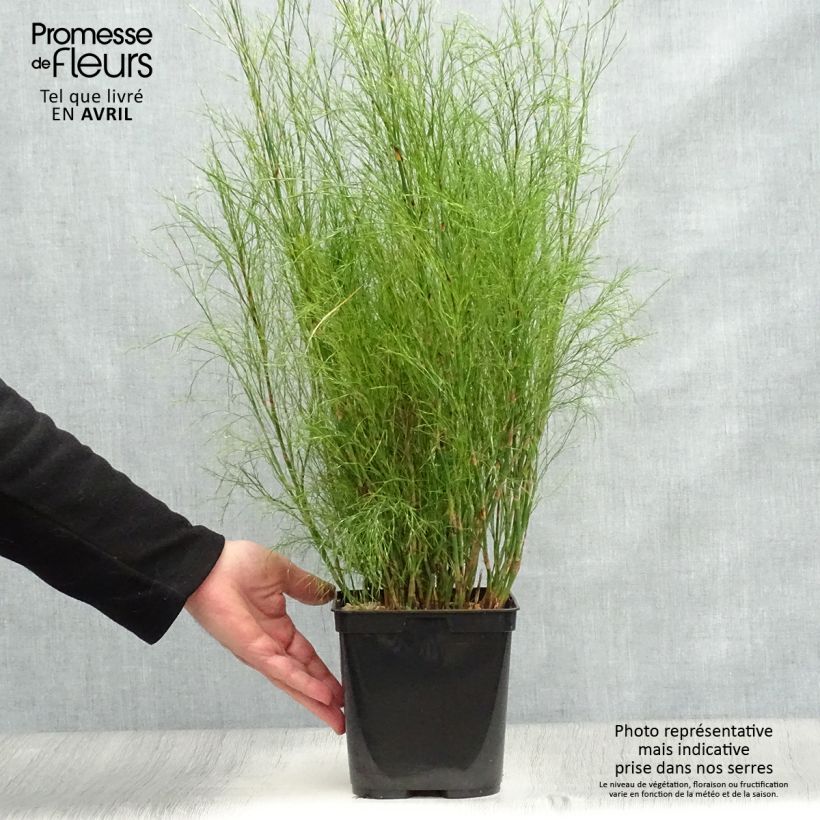 Example of Calopsis paniculata Vaso da 2L/3L as you get in printemps