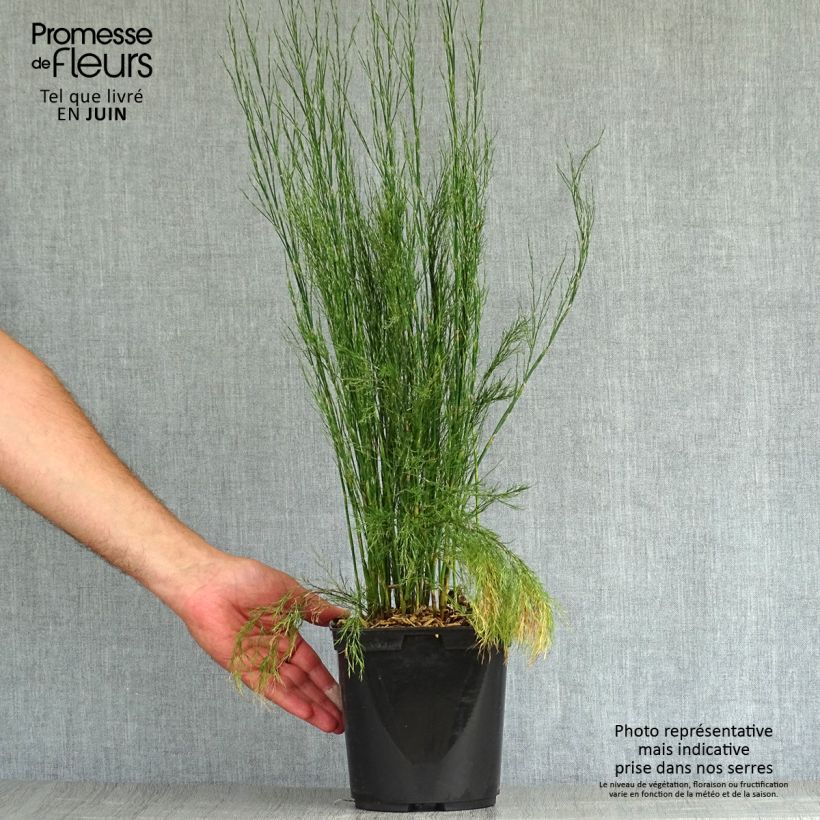 Esemplare di Calopsis paniculata Vaso da 2L/3L consegnato in estate