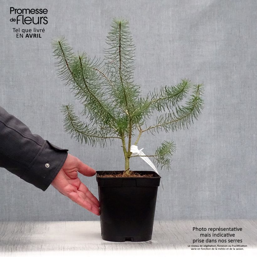 Example of Calothamnus quadrifidus Grey Form Vaso da 4L/5L as you get in printemps