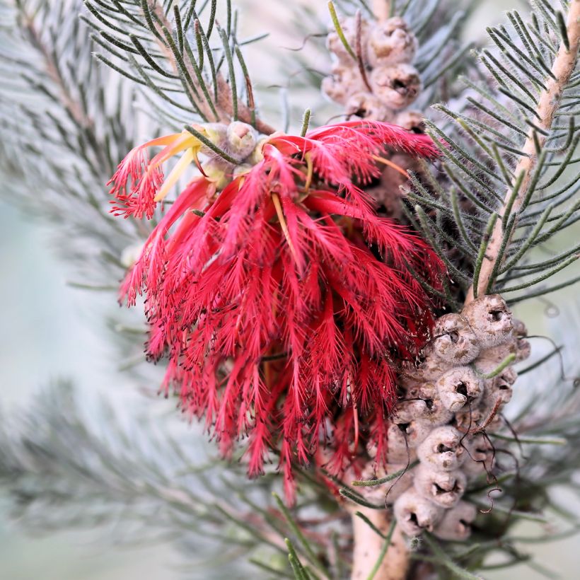 Calothamnus quadrifidus Grey Form (Flowering)