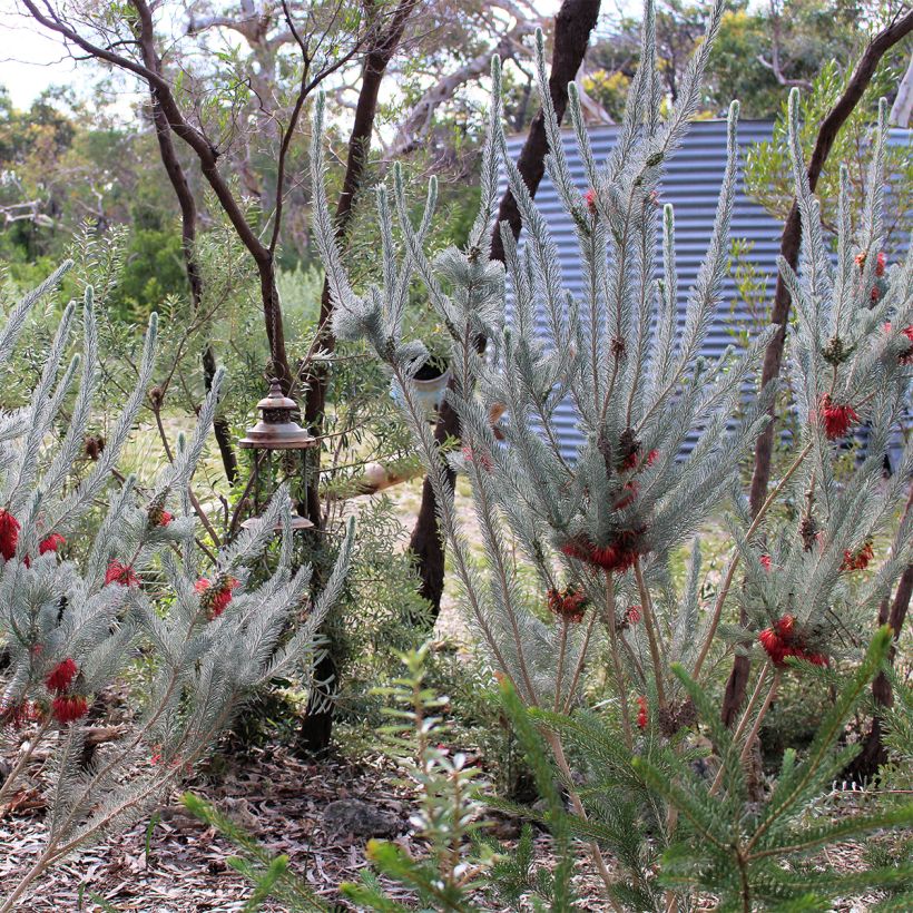 Calothamnus quadrifidus Grey Form (Plant habit)