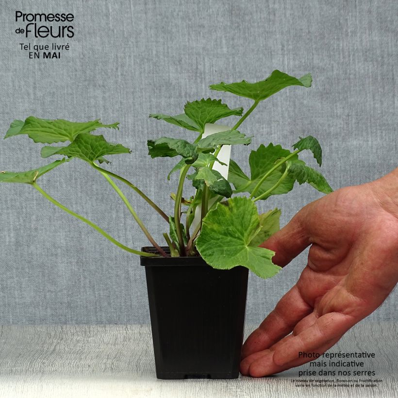 Caltha palustris Plena - Calta palustre Vasetto da 8/9 cm esemplare consegnato in primavera