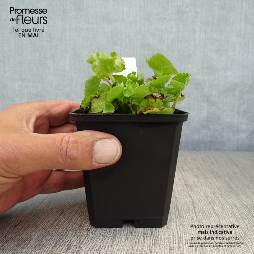 Example of Caltha palustris var. alba - Calta palustre Vasetto da 8/9 cm as you get in printemps