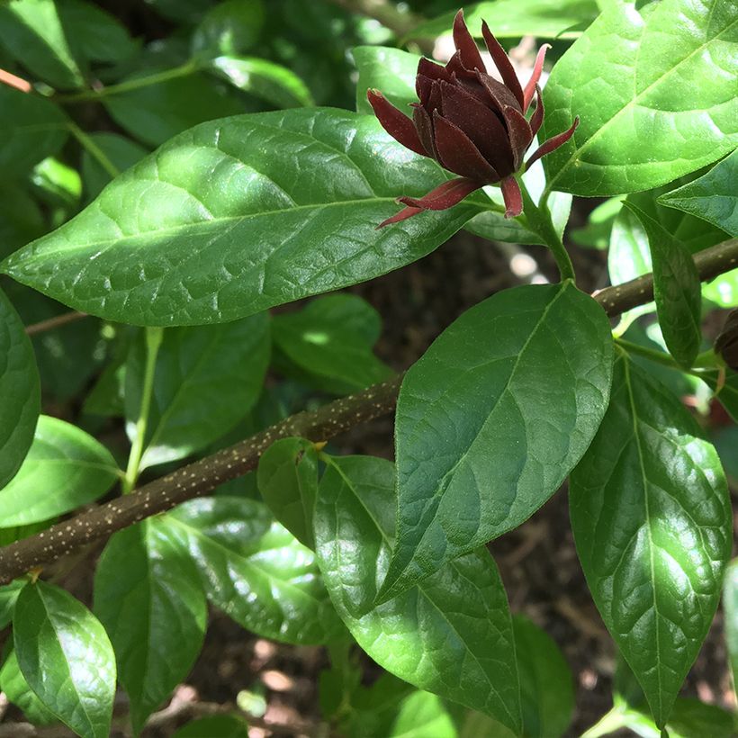 Calycanthus floridus Michael Lindsay - Calicanto d'Estate (Foliage)
