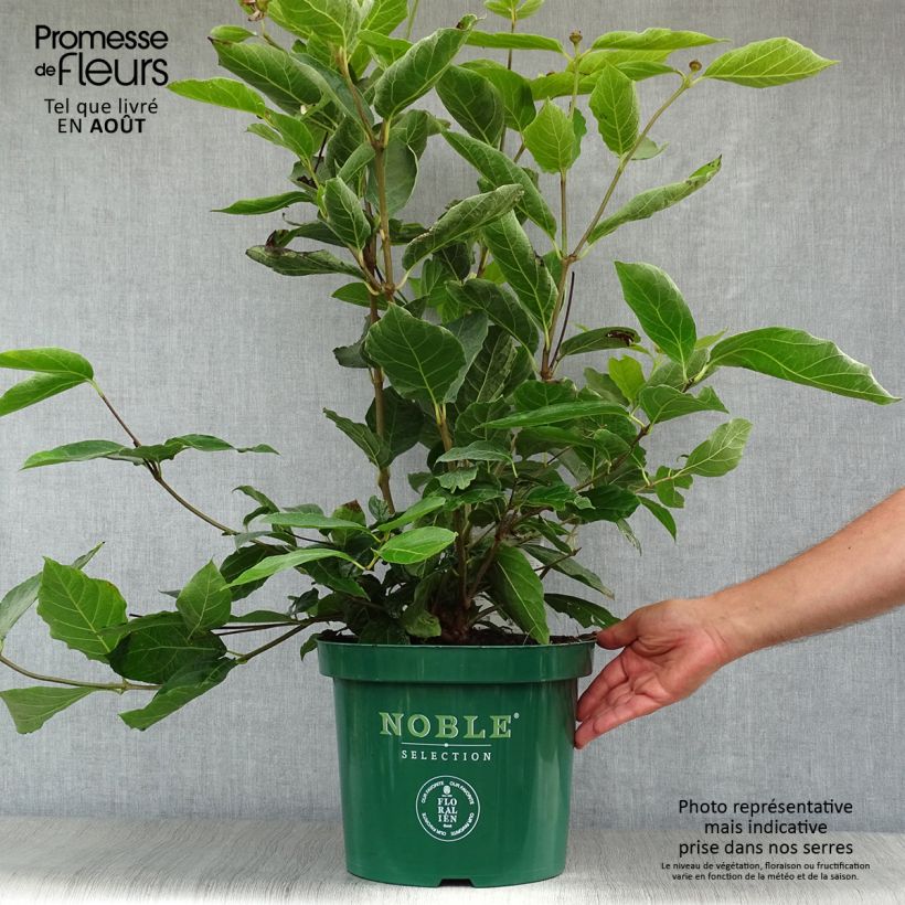 Esemplare di Calycanthus raulstonii Venus - Calicanto Vaso da 7,5L/10L consegnato in estate