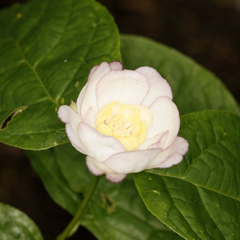 Calycanthus chinensis - Calicanto cinese (Fioritura)