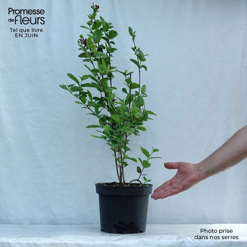 Esemplare di Calycanthus floridus - Calicanto d'Estate Vaso da 4L/5L consegnato in estate