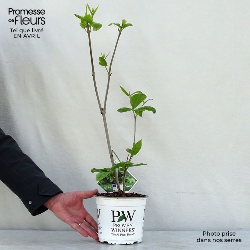 Calycanthus raulstonii Aphrodite - Calicanto Vaso da 2L/3L esemplare consegnato in primavera