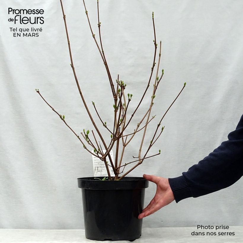 Example of Calycanthus raulstonii Hartlage Wine - Calicanto Vaso da 7,5L/10L as you get in printemps